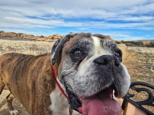 When Your Pet Was Your Safe Place During Cancer